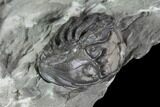 Wide Enrolled Flexicalymene Trilobite - Mt Orab, Ohio #85624-2